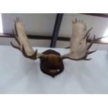 A PAIR OF LARGE MOUNTED ANTLERS AND FRONTLETS ON OAK SHIELD WITH LABEL MEADES CAMP, RESTIGOUCHE N.B.