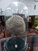 A TAXIDERMY MOUNTED WASP NEST UNDER GLASS VICTORIAN DOME.