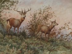 GEORGES GASSIES (1829-1919) TWO DEER IN A WOOD, SIGNED WATERCOLOUR. 31.5 x 47cms.