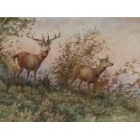 GEORGES GASSIES (1829-1919) TWO DEER IN A WOOD, SIGNED WATERCOLOUR. 31.5 x 47cms.