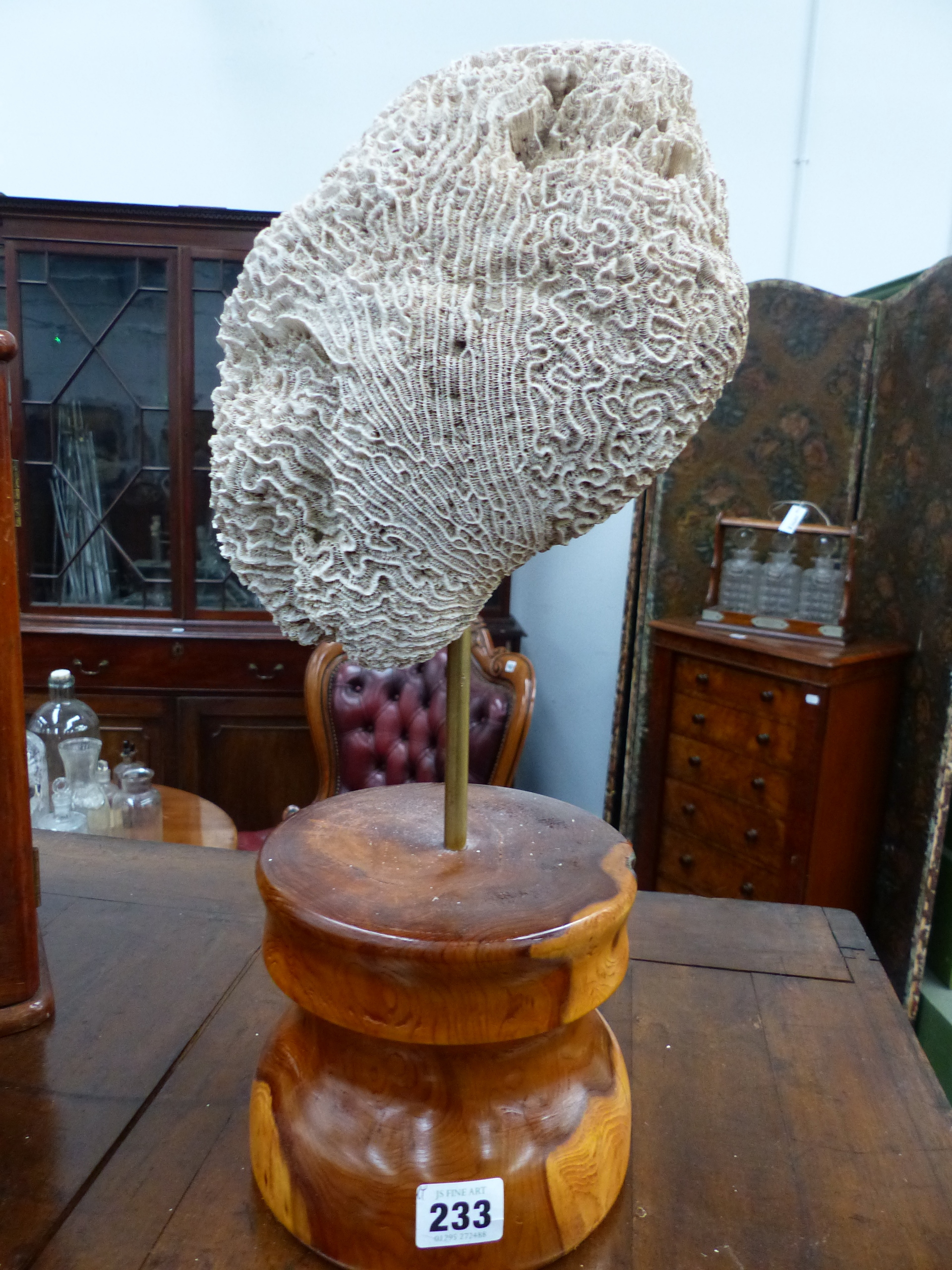 AN ANTIQUE BRAIN CORAL SPECIMEN TOGETHER WITH A FURTHER CORAL MOUNTED ON RETORT STAND.