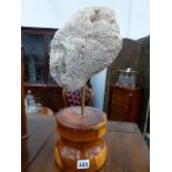 AN ANTIQUE BRAIN CORAL SPECIMEN TOGETHER WITH A FURTHER CORAL MOUNTED ON RETORT STAND.