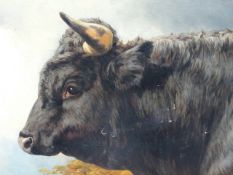 A.GREY RHA (LATE 19th.C.) THE BLACK BULL, SIGNED OIL ON CARD. 35 x 47cms.