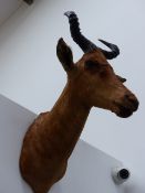 AN ANTIQUE TSEBE HEAD AND NECK TAXIDERMY WALL MOUNT.