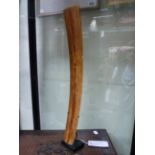 A LARGE ANTIQUE CHINESE IVORY HU TABLET ON CONFORMING MUSEUM STAND. HEIGHT 50.5cms