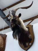 A TAXIDERMY MOUNTED MOUNTAIN GOAT ON OAK SHIELD.