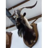 A TAXIDERMY MOUNTED MOUNTAIN GOAT ON OAK SHIELD.