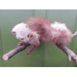 A TAXIDERMY MINK?