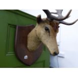 A TAXIDERMY STAG'S HEAD.