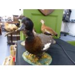 THREE TAXIDERMY FULL MOUNT DUCKS.