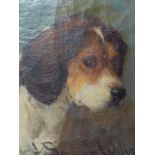 J. SANDERSON WELLS (1872-1955) PORTRAIT OF A FOXHOUND SIGNED, OIL ON CANVAS. 31 x 23cms.