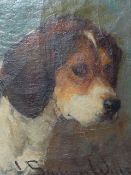 J. SANDERSON WELLS (1872-1955) PORTRAIT OF A FOXHOUND SIGNED, OIL ON CANVAS. 31 x 23cms.