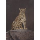 TWO FRAMED CHEETAH PRINTS