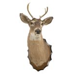 TAXIDERMY DEER HEAD