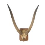 MOUNTED HORNS