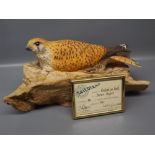 Wild Track figure: kestrel on a nest by James Hughes, together with framed certificate