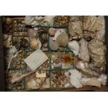 Three trays and shoe box: large quantity of shells