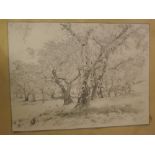 Alvaro Duarte de Admeida, initialled pencil drawing, "Paisa Geni (wooded landscape", 15 x 19 1/2 ins