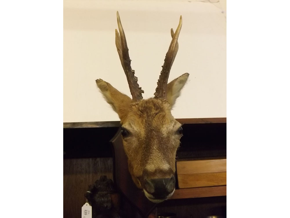 Vintage mounted antelope head