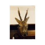 Vintage mounted antelope head