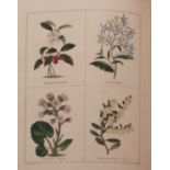 BENJAMIN MAUND: THE BOTANIC GARDEN CONSISTING OF HIGHLY FINISHED REPRESENTATIONS OF HARDY ORNAMENTAL