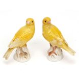 Two Meissen models of canaries, each perched on outcrops, bodies decorated in yellow with crossed