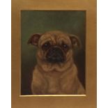 ENGLISH SCHOOL (19TH/20TH CENTURY) Study of a pug dog oil on board 8 x 6 ins