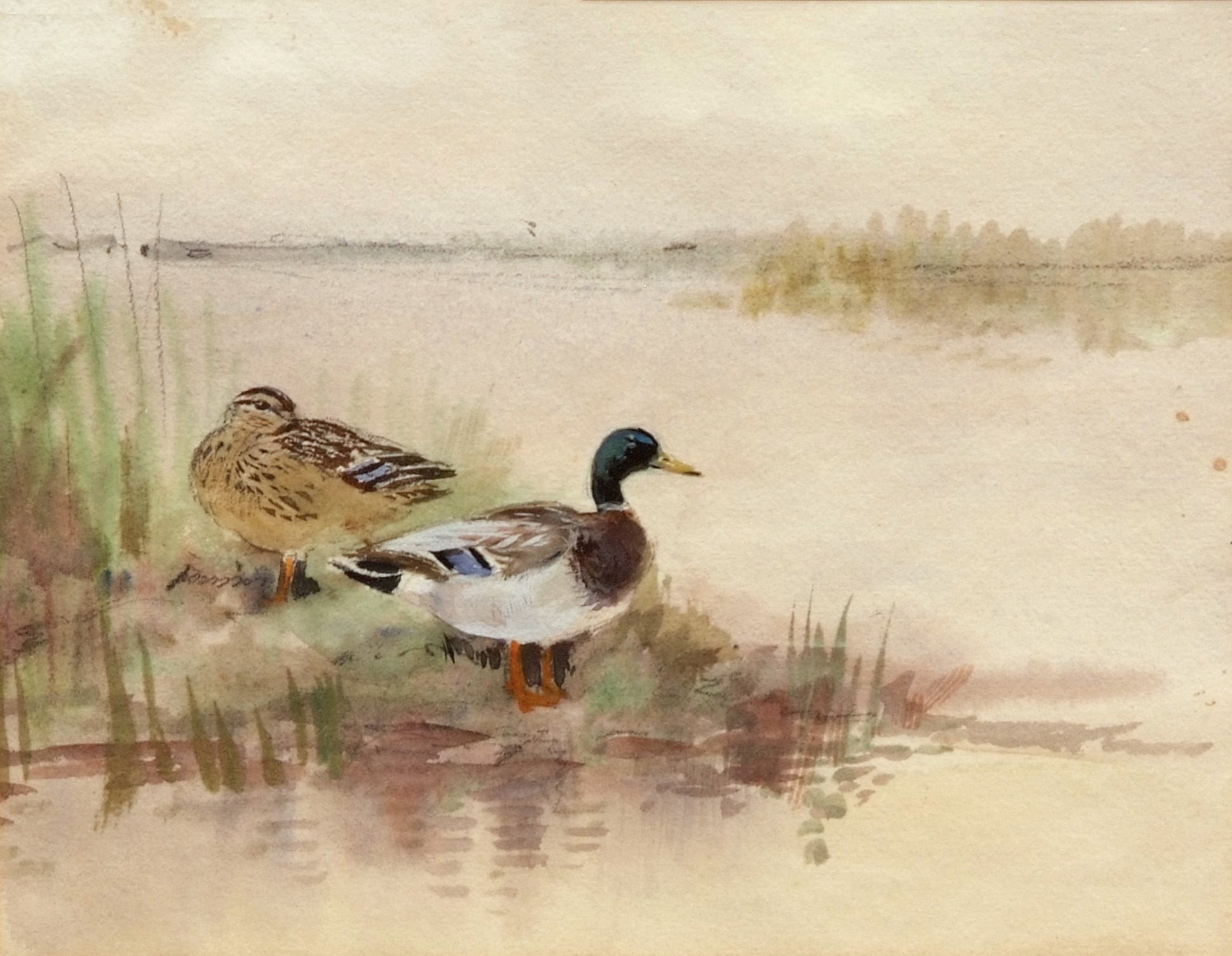 *ROLAND GREEN (1890-1972, BRITISH) "Mallard" watercolour 7 x 9ins Provenance: Mandells Gallery,