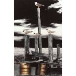 JANE HARPER (20TH CENTURY, BRITISH) “Seagulls giclee” computer modified photographic print,