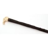 Eastern hardwood walking cane, the hallmarked silver collar and ivory handle in the form of an