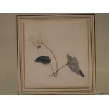 Lombe-Taylor,group of three botanical watercolours,"A Tricolour","A Bluebell" and "A Cyclamen),first