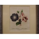 Group of six assorted 19th century coloured engravings etc,Botanical studies,small sizes (6)