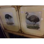 Set of four 19th century coloured lithographs,Studies of ostriches,9 1/2 ins x 7 1/2 ins (4)