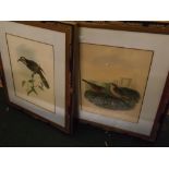 After J & E Gould,a group of eight coloured lithographs,colourful bird studies,each approx 16 x 12