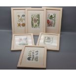 Set of six framed hand coloured engravings,shells,plants etc,6ins x 3 1/2 ins within uniform plain