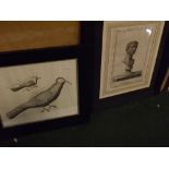 After Joan Casanova,a pair of antique black and white engravings,Roman busts,11 1/2 x 8ins and a