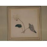 Lombe-Taylor, group of three botanical watercolours, "A Tricolour", "A Bluebell" and "A Cyclamen),