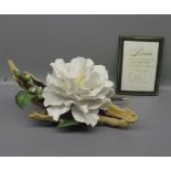 Boehm swan lake camelia, No 145 of 750, 10ins wide x 5ins tall