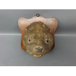 Late 19th century otters head trophy, mounted on a walnut plaque with ring suspension, height 7 1/