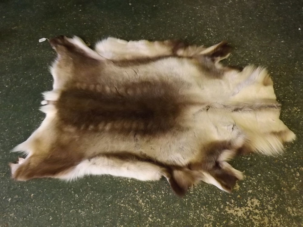 Reindeer skin rug, length 54ins