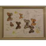 Mary Grierson, signed and dated '80, watercolour, "Hedgerow Butterflies - the Browns", 9 x 6 1/2 ins