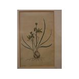 Indistinctly signed, 19th century Botanical watercolour, 11 x 8ins; together with a Botanical