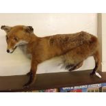 Taxidermy uncased model of a standing fox, 26ins long x 15ins tall