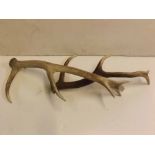 Two vintage antlers