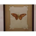 Indistinctly signed and dated '32, watercolour highlighted with gold, A Moth, 8 x 6ins within a slim