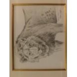 Stephen Gayford, signed, pencil drawing, Young Lion, 8 x 10ins