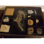 Case containing eleven assorted fossils, to include plaster casts etc