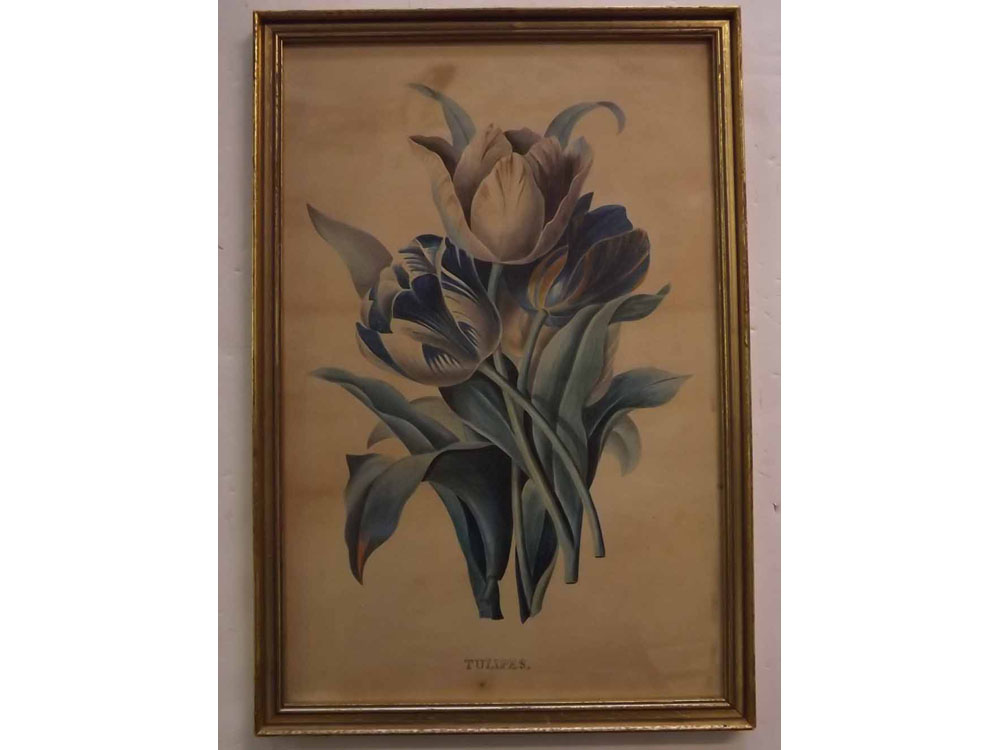 19th century English School, watercolour, Tulipes, 18 x 11 1/2 ins