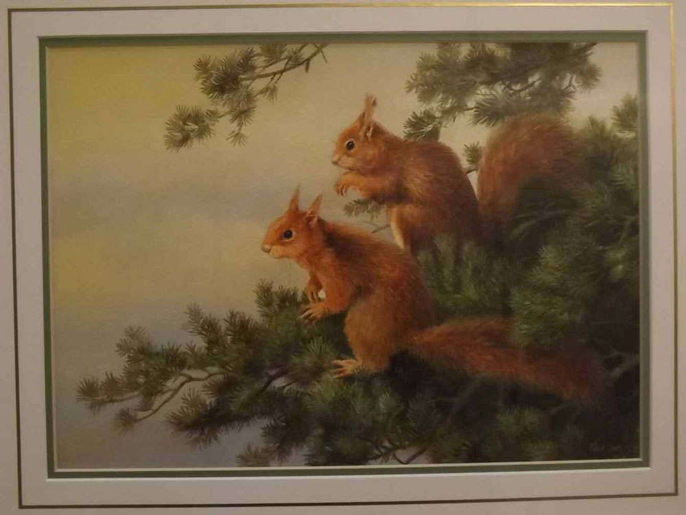 Neil Cox, signed watercolour, Pair of red squirrels, 10 x 13 1/2 ins