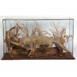 Taxidermy cased Otter with fish in naturalistic setting, dates to pre 1947 but re-cased, 16 x 29ins